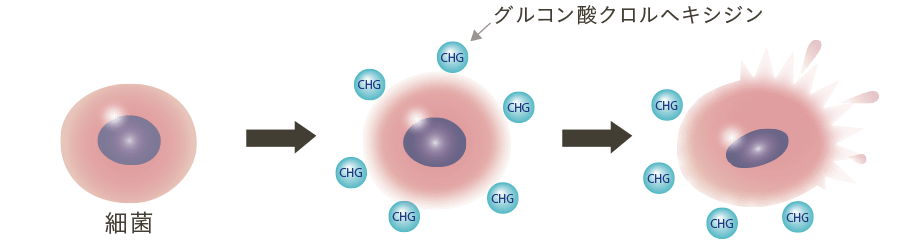 コンクールFに含まれるグルコン酸クロルヘキシジンの殺菌作用