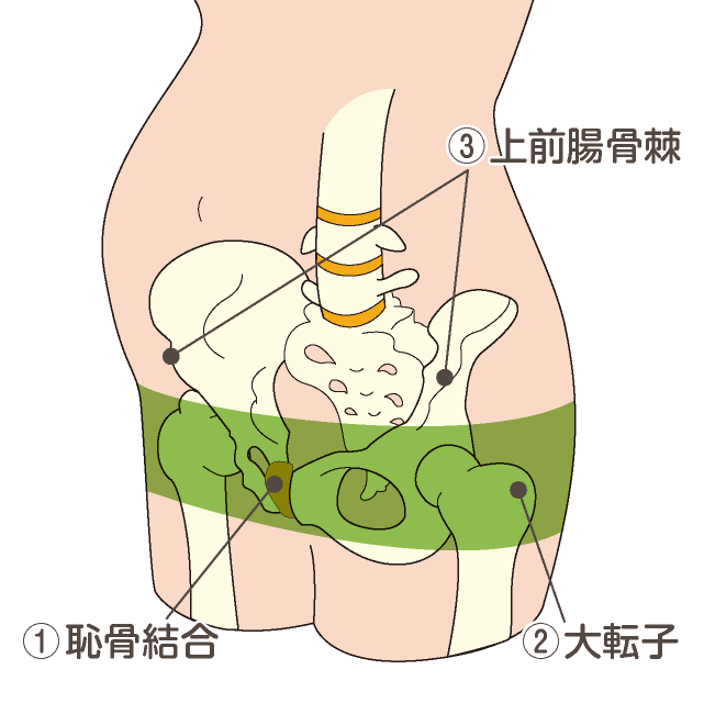 トコちゃんベルトの正しい位置 骨の位置で確認